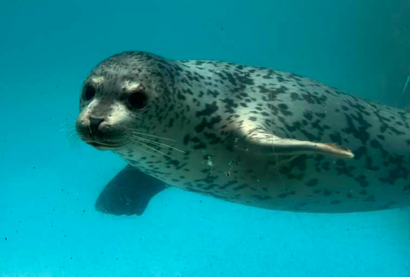 해양수산부는 지난 3월 27일 강원도 양양군 해안에서 구조된 어린 점박이물범을 약 3개월간의 집중 치료 끝에 건강을 회복시켜 지난 25일 강릉 사근진해변 인근 해역에 방류했다고 29일 밝혔다. 사진은 점박이물범 치료·관리 모습. 2025.6.29 해수부 제공