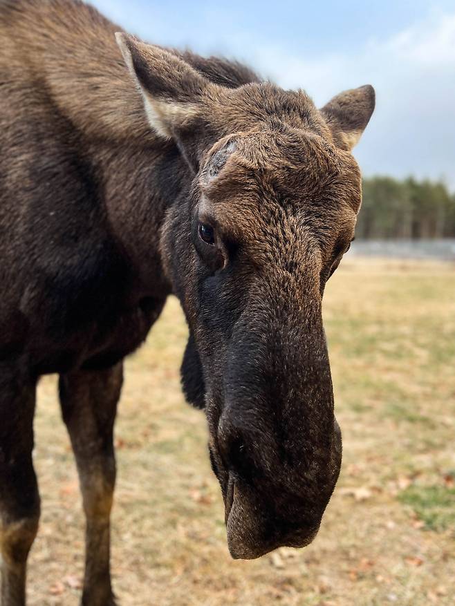 뿔갈이 하느라 거대한 뿔이 떨어진 말코손바닥사슴./Maine Wildlife Park