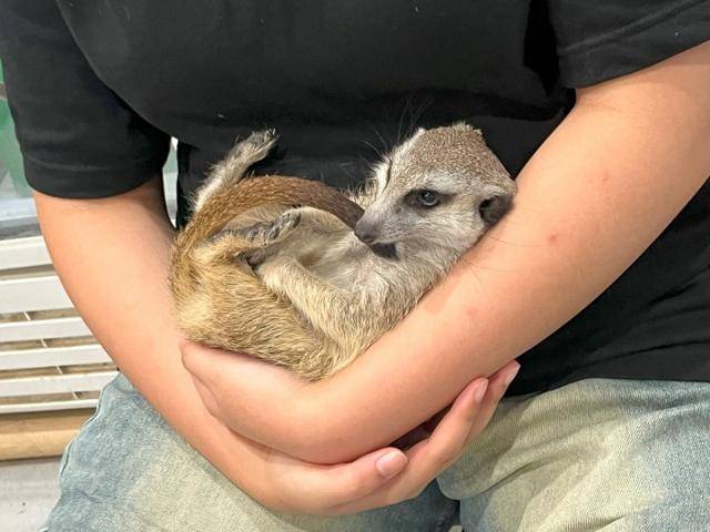 체험동물원에서 관람객이 미어캣을 안고 있다. 관리자 없이 관람객이 자유롭게 출입해 동물을 집어들거나 안는 행위가 가능했다. 환경부가 내놓은 매뉴얼에는 동물을 안지 말라고 안내하는 대신 "안았을 때 떨어뜨리지 않도록 주의하라"고 규정하고 있다.