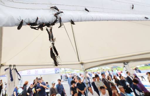 러브버그. 연합뉴스