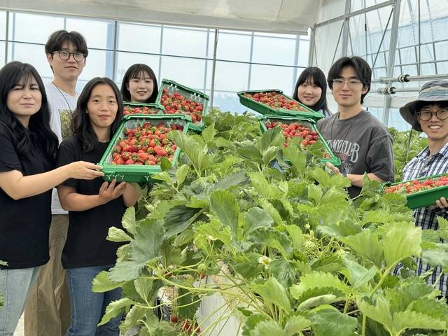 전남형 청년마을인 안터마을과 서로마을 청년들의 딸기 수확 교류활동 장면. 안터마을 제공