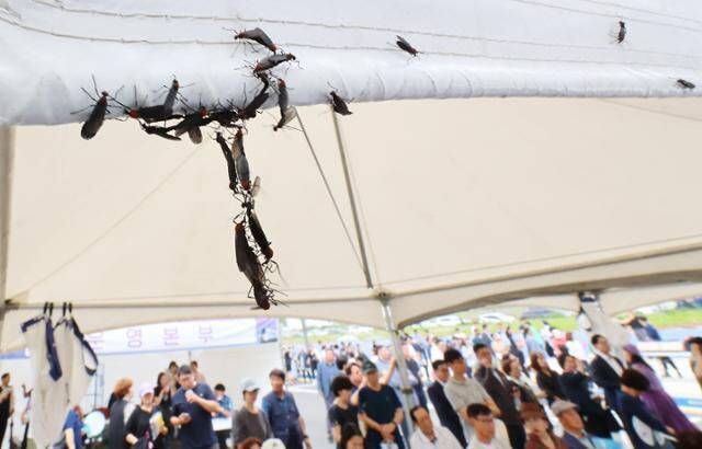 27일 인천 서구 신검단중앙역에서 열린 인천도시철도 1호선 검단연장선 개통 기념식장 텐트에 러브버그들이 몰려들어 붙어 있다. 연합뉴스