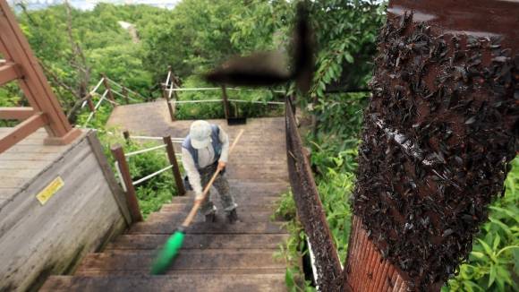 러브버그 출몰에 계양산 방역하는 구청 관계자들 - 30일 오후 인천 계양구 계양산 정상에 붉은등우단털파리(러브버그) 무리가 대량 출몰한 가운데 계양구청 공원녹지과 산림보호팀 관계자들이 방역 작업을 하고 있다. 2025.6.30 뉴스1