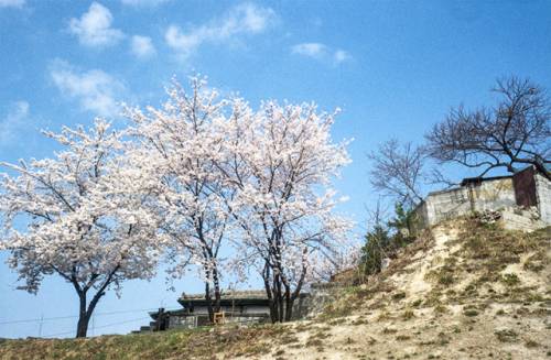 ◇이수환 作 ‘벚꽃_교동’