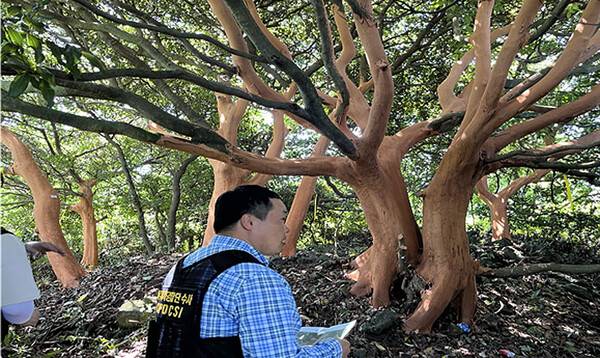 제주자치경찰단이 서귀포시 표선면 성읍리 임야에서 후박나무 대규모 박피 현장을 살펴보고 있다.사진=제주자치경찰단