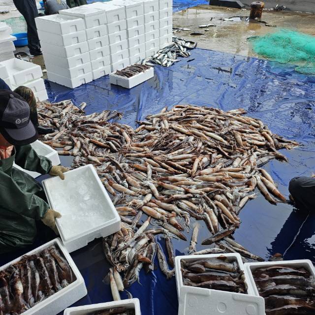 ▲ 최근 동해안의 별미인 오징어가 많이 잡혀 위판장이 모처럼 활기를 띠고 있다.