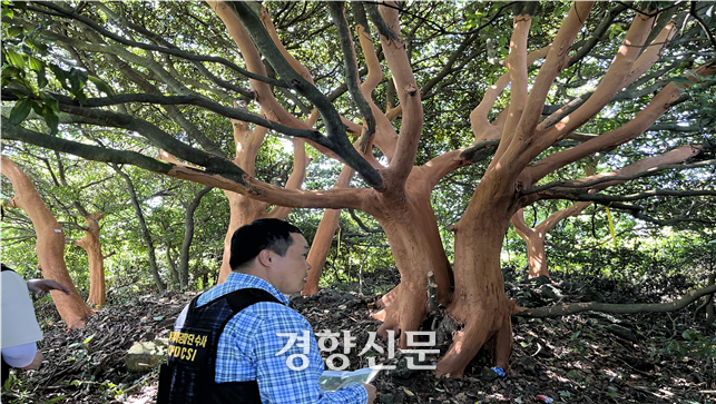 서귀포시가 껍질이 벗겨진 후박나무에 황토칠을 하는 응급치료를 실시했다. 제주자치경찰 제공