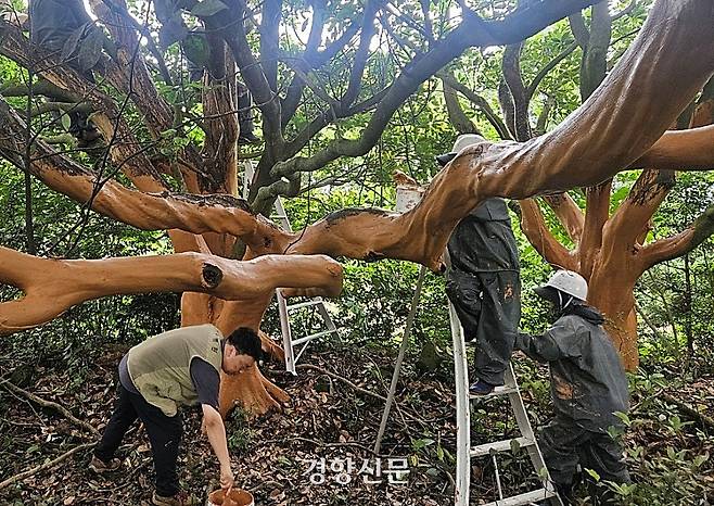서귀포시 공원녹지과는 지난달 말 껍질이 벗겨진 부위에 황토를 바르는 응급치료를 실시했다. 서귀포시 제공