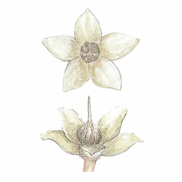 여름 동안 피는 자금우 꽃. 꽃이 진 후에 달리는 열매는 가을에 붉게 익어 다음해 봄까지 간다.