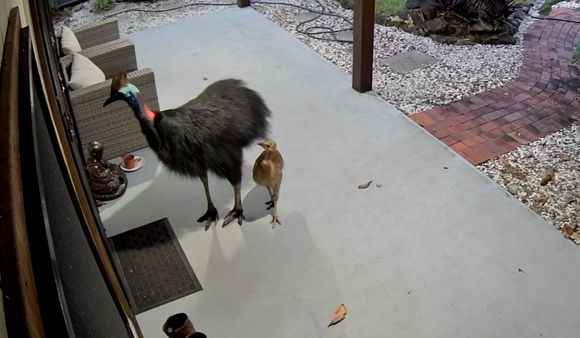 호주 퀸즐랜드주에서 엄마와 아이 뒤를 따라온 화식조 두 마리가 현관문 앞에 서 있다. 퀸즐랜드주 환경·관광·과학·혁신부 제공