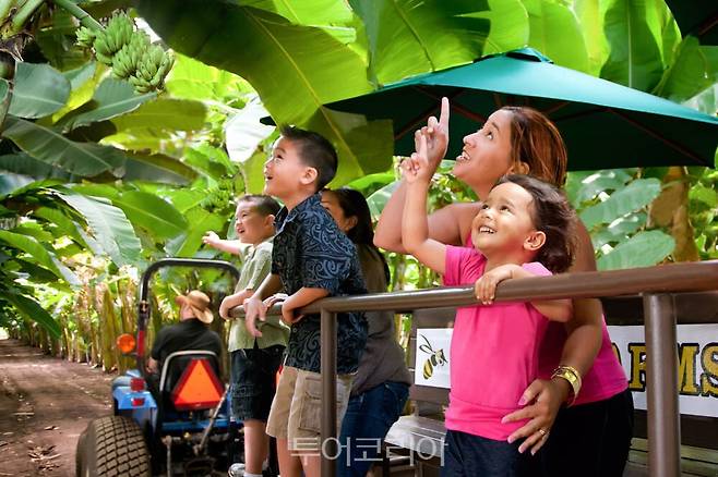 팜투테이블 아사이 체험 카후쿠 농장/사진-하와이관광청