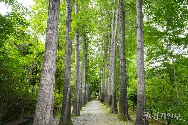 메타세콰이어 숲으로 이뤄진 쉼터. 홍기웅기자