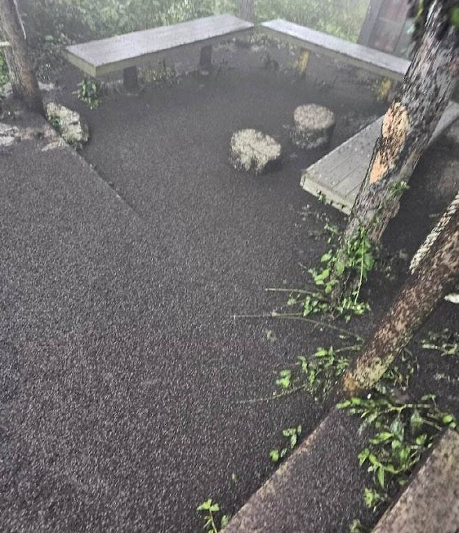 인천 계양산을 점령한 러브버그 사체 영상이 화제가 되고 있다.