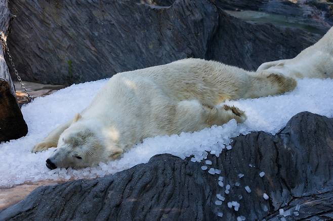 7월 1일 체코 프라하에 있는 프라하 동물원에서 한 북극곰이 조각 얼음 더미위에 엎드려 더위를 식히고 있다./로이터 연합뉴스