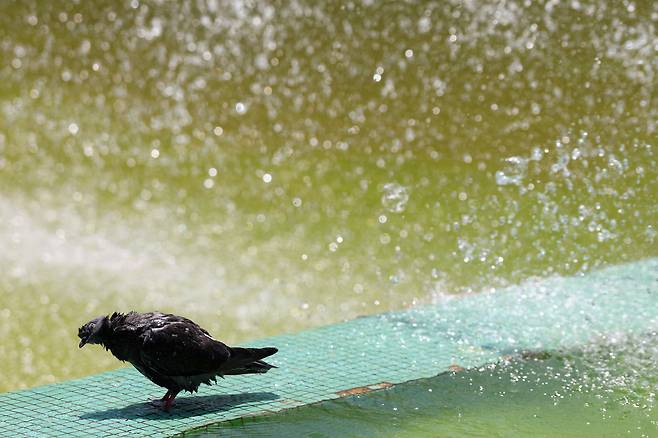 폭염이 프랑스를 강타한 지난 7월 2일 마르세유의 한 분수대에서 비둘기가 더위를 식히고 있다./로이터 연합뉴스