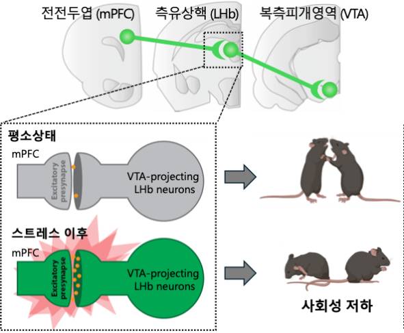우울증을 앓는 쥐가 다른 쥐를 만나기 싫어하는 이유를 밝힌 모식도. /자료=연구팀