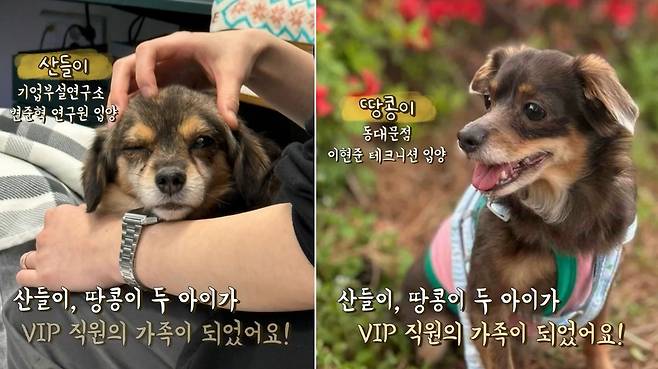 애니멀호딩 현장에서 구조돼 VIP동물의료센터 직원들에게 입양된 산들이와 땅콩이(VIP동물의료센터 제공) ⓒ 뉴스1