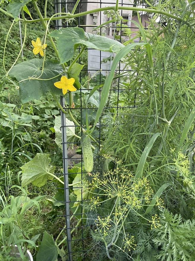 정글이 돼버린 텃밭에 오이가 예쁘게 맺혔다.