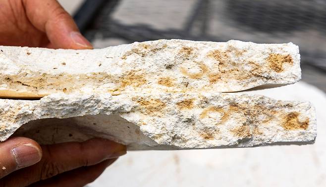 잘 띄어진 누룩의 단면. 장진영 기자