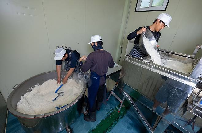 5일간 산장법으로 침미한 쌀로 고두밥을 만드는 과정. 장진영 기자