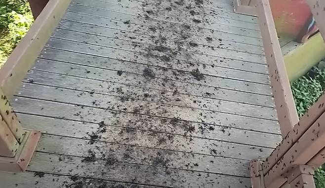 축구 크리에이터 감스트(본명 김인직)가 러브버그 특공대를 자처하며 인천 계양산에 올랐다./사진=유튜브 갈무리