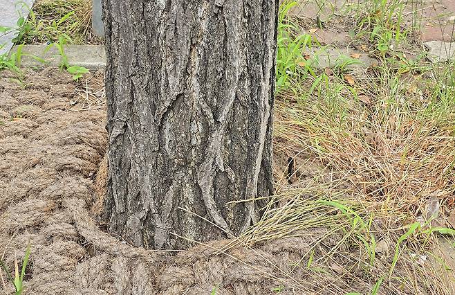 목포시가 지난해 용해동·연산동·상동 일원 등 3개 구역에 총 1억1천여만원의 도비를 투입해 설치한 가로수 보호판.
