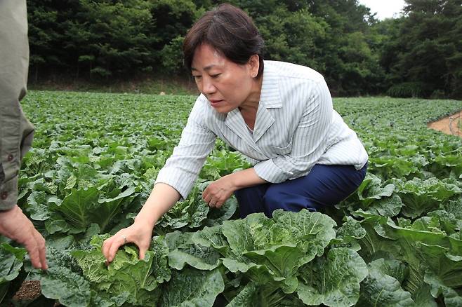 송미령 농림축산식품부 장관이 6일 강원 평창군에 위치한 여름배추 재배현장을 점검하고 있다. (농림축산식품부 제공) 2025.07.06 /뉴스1