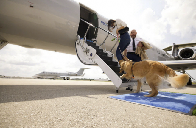 반려견 전용 항공사인 바크에어의 시험 운행 당시 항공기에 탑승하고 있는 반려견. 바크에어 제공