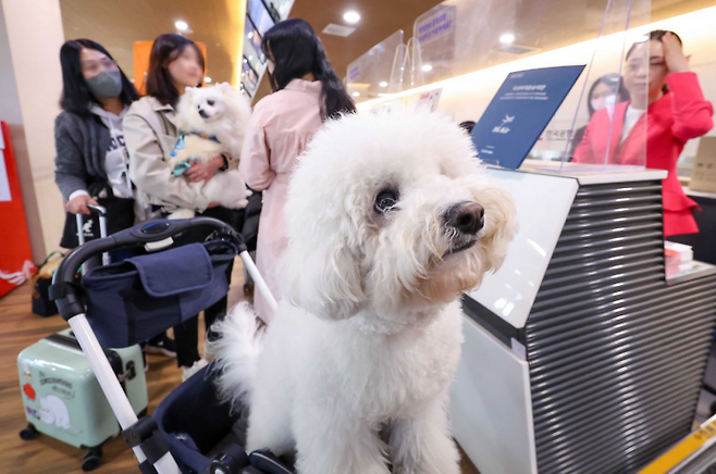 서울 김포공항에서 탑승객이 강아지와 함께 탑승 수속을 밟고 있다. 강진형 기자aymsdream@