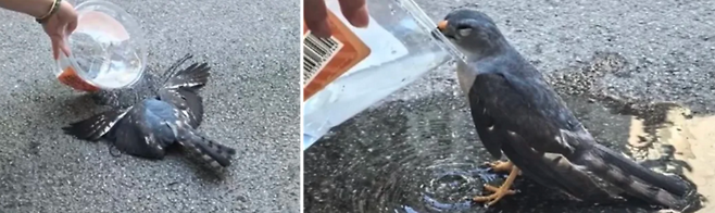중국 우한의 아스팔트 도로 위에 쓰러져 있던 새(왼쪽)가 물을 마시고 회복된 모습. /사진=웨이보