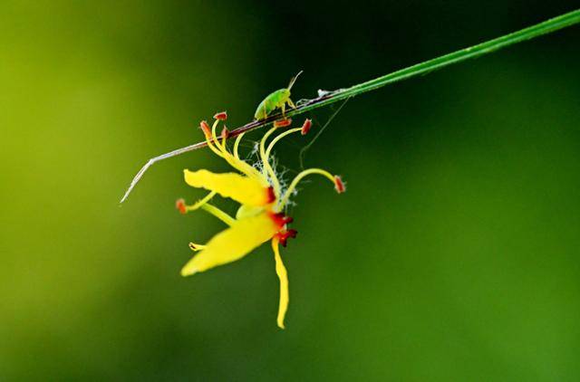 서울숲 길목에서 금빛으로 눈부신 모감주나무를 만났다. 나무 밑으로 떨어진 모감주나무꽃이 땅에 닿지 않고 풀잎 끝에 매달려 떨어지는 것을 거부한 채 버티고 있는 모습은 마치 놓아야 할 것을 놓지 못한 인간의 심정과도 닮아 있었다. 왕태석 선임기자