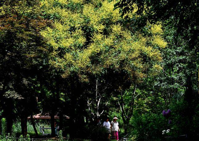 모감주나무는 6월이면 황금빛 꽃을 피우는데 이 나무는 꽃잎이 떨어질 때면 마치 금비가 내리는 듯해 ‘황금비나무’라 불리기도 한다.
