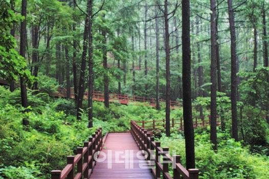 국립산림치유원 내 마실치유숲에 조성된 무장애 데크로드. (사진=국립산림치유원 제공)