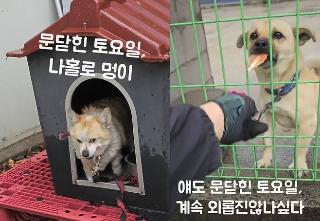 주말에 홀로 묶여있는 개들에게 간식을 주는 택배 기사 한별 씨(인스타그램 onfactory1 제공) ⓒ 뉴스1