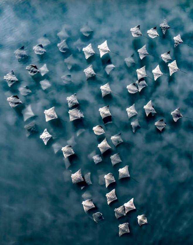 올해의 항공 사진가 대회서 1등을 수상한 소코가오리 유영 모습. 미국 조안나 스티들 작품. International Aerial Photographer of the Year