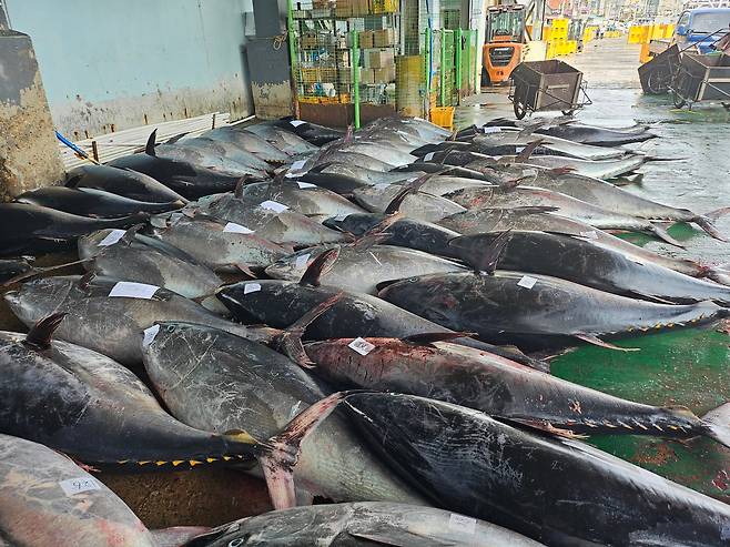 지난 6일 오전 영덕 강구면 삼사리 앞바다에서 정치망 선주 최모씨가 잡은 길이 1~1.8m, 마리당 130~150㎏에 달하는 참다랑어. /강구수협 제공.