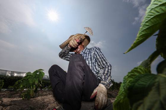 폭염이 계속된 8일 경북 고령군 다산면 한 밭에서 농민이 잡초 뽑는 작업을 하다 땀을 닦아내고 있다. 연합뉴스