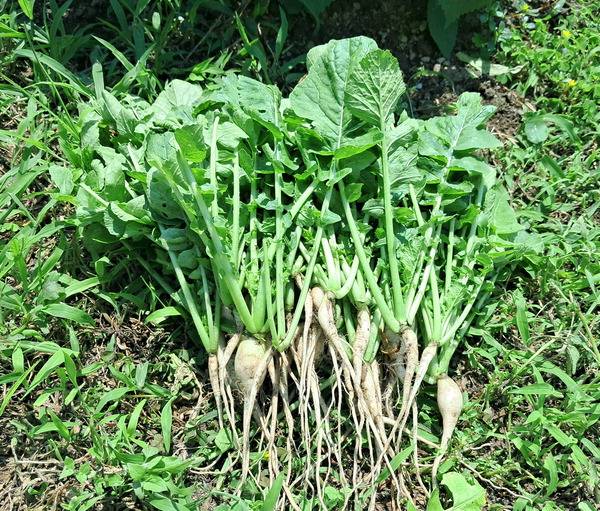 밭에서 수확한 열무.