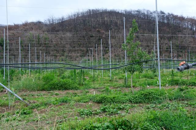 지난 24일 의성군 점곡면 사촌1리 한 사과농장이 잡초만 무성한 채 방치돼 있다. 의성=황동건 기자