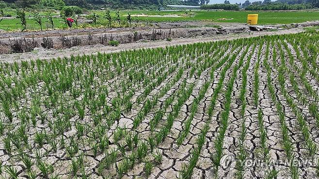 바짝 말라버린 하논분화구의 벼 논 (서귀포=연합뉴스) 박지호 기자 = 폭염으로 인한 가뭄이 이어진 8일 오후 제주 서귀포시 하논분화구 내 논바닥이 쩍쩍 갈라져 있다.
국내 최대 규모의 마르형 분화구인 하논분화구는 하루 1천∼5천ℓ 이상의 용천수가 분출돼 논으로 쓰이는 땅이 많다. 2025.7.8 jihopark@yna.co.kr