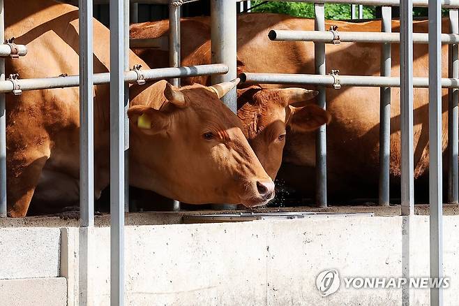 '한 방울이라도' (함평=연합뉴스) 정다움 기자 = 폭염특보가 연일 이어지고 있는 2일 오전 전남 함평군 학교면 한 한우 축사에서 무더위에 지친 소가 목을 축이고 있다. 2025.7.2 daum@yna.co.kr