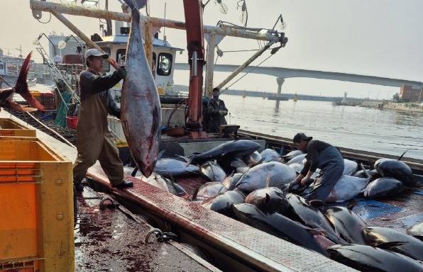 영덕 앞바다에서 잡힌 참다랑어 1300여 마리가 정부의 어획 할당량(쿼터) 초과로 폐기되는 사태가 발생했다.