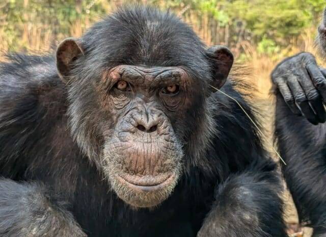 잠비아 침펀시 야생동물보호소의 침팬지들이 귀나 엉덩이에 풀을 꽂는 행동을 하고 있는 것으로 조사됐다. (출처=Jake Brooker/침펀시 야생동물 보호소)