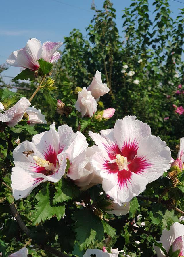 백단심계 무궁화. 서효원 박사 제공