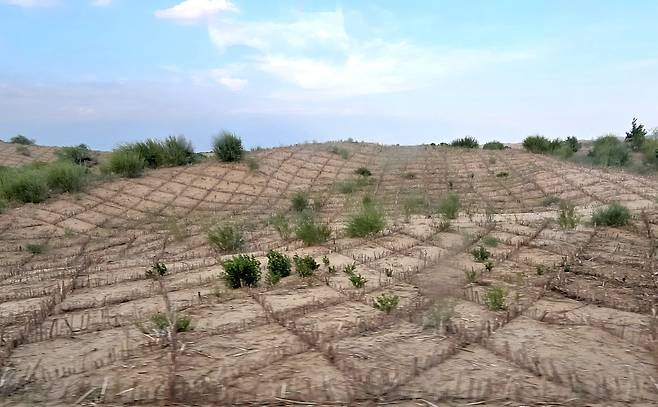 사막을 초원으로 바꾸려는 노력