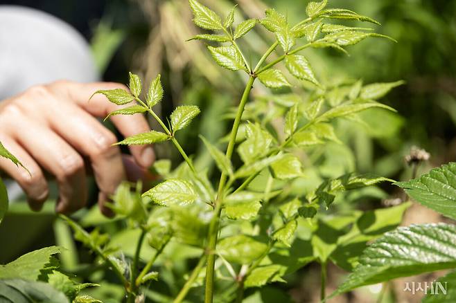 6월23일 강원도 인제군 신월리의 달뜨는 마을에 퍼머컬처 방식으로 가꾸어진 밭에 두릅이 자라나고 있다. ⓒ시사IN 박미소