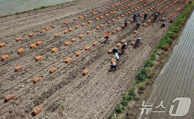 한 감자밭에서 외국인 계절근로자들이 부지런히 감자를 수확하고 있다. 해당 사진은 기사 본문과 관련 없음. 뉴스1 ⓒ News1
