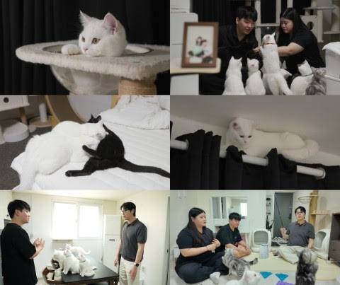 3년 만에 돌아온 고양이 해결사 ‘고양이를 부탁해’, 11일 첫 방송 (제공: EBS)