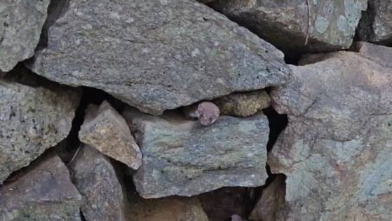 지난달 26일 지리산 국립공원에서 포착된 무산쇠족제비 성체 한 마리가 돌무더기 사이로 얼굴을 내밀고 있다. 사진 국립공원공단