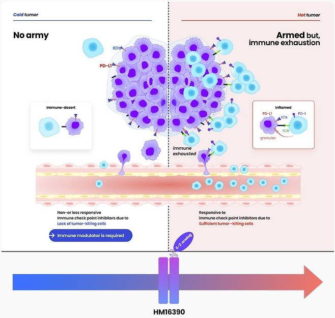 한미약품이 개발 중인 차세대 IL-2 계열 면역항암제 'HM16390' 기전 모식도.(한미약품 제공)/뉴스1